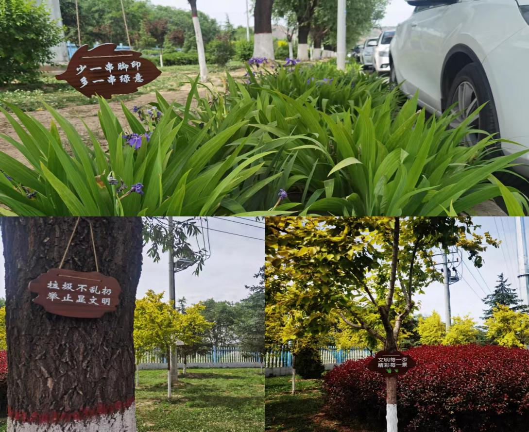 立足精细化管护 助推绿化水平提升(图2) 立足精细化管护 助推绿化水平提升(图2)